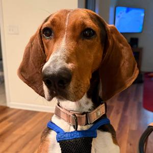 Dee Dee, Coonhound, Treeing Walker, adult, available for adoption
