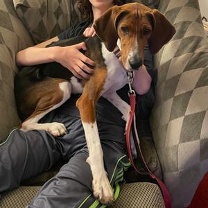Dee Dee, Coonhound, Treeing Walker, adult, available for adoption