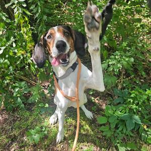 Marjorie, Hound, adult, available for adoption