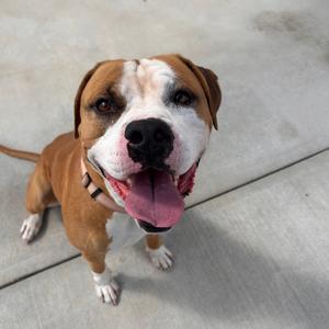 A brown and white dog with a black nose and tongue out, sitting on a concrete surface.