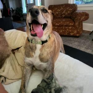 Dodobird, Mixed Breed (Large), senior, available for adoption