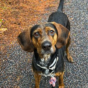 Hank, Coonhound, adult, available for adoption