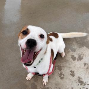 A happy dog with a white and brown coat, wearing a red harness, sitting on a concrete surface with its mouth open and tongue out.