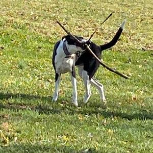 A black and white dog running on a grassy field with a stick in its mouth.