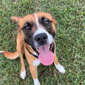Athena, Cattle Dog, Australian (Red Heeler), adult, available for adoption