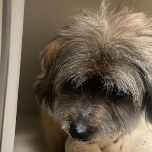 Duke, Mixed Breed (Medium), senior, available for adoption