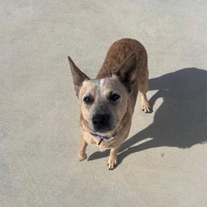 Jeb, Cattle Dog, adult, available for adoption