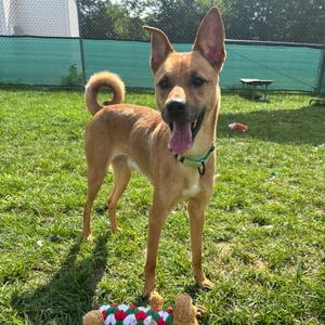 Biscotti, Mixed Breed (Medium), adult, available for adoption