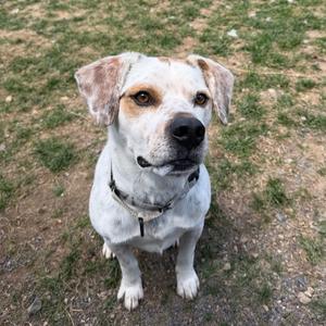 Chip, Beagle, adult, available for adoption