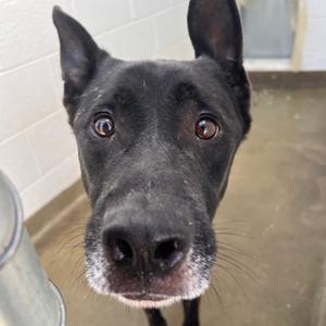 72616, Shepherd, German, adult, available for adoption