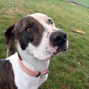 Darnell, Terrier, Pit Bull, adult, available for adoption
