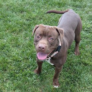 A brown dog standing on grass, looking at the camera with its tongue out.