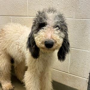 Harvey, Poodle, adult, available for adoption