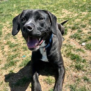 Jack, Hound, Plott, adult, available for adoption