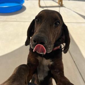 Cowboy, Hound, Plott, adult, available for adoption