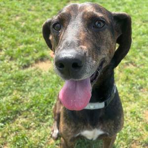 Bagel, Hound, adult, available for adoption