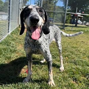 Duffy, Coonhound, Bluetick, adult, available for adoption