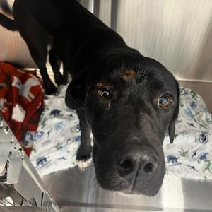 Black Jack, Retriever, Black Labrador, adult, available for adoption