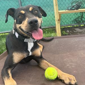 Esmeralda, Rottweiler, adult, available for adoption