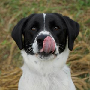 Cooper, Pointer, adult, available for adoption