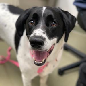 Cooper, Pointer, adult, available for adoption