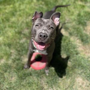 A happy gray dog with a red frisbee in its mouth, standing on grass.