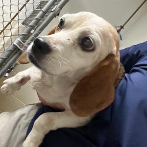 Francine, Beagle, senior, available for adoption