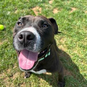 Kaden, Terrier, Pit Bull, adult, available for adoption