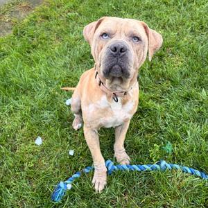 Huey, Pei, Shar, adult, available for adoption