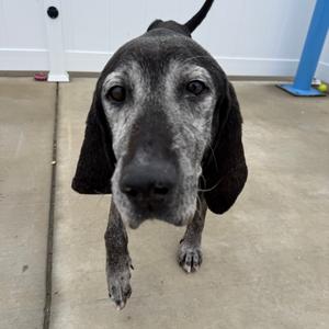 Gary, Hound, Plott, senior, available for adoption
