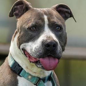 Gus, Terrier, American Pit Bull, adult, available for adoption