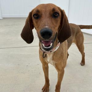 Honeysuckle, Hound, adult, available for adoption