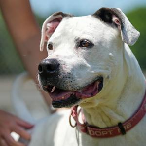 Dozer, Boxer, senior, available for adoption