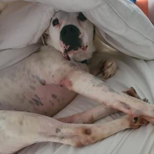 A white dog with black spots lying on a bed, partially covered by a white blanket.