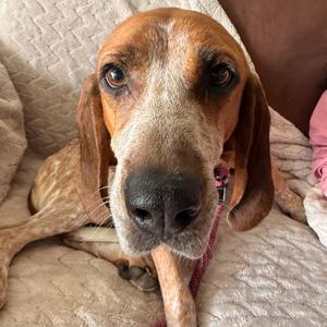 Dolly, Hound, adult, available for adoption