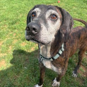 Dale, Hound, senior, available for adoption