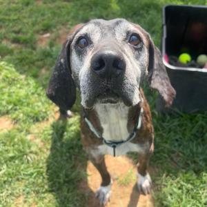 Dale, Hound, senior, available for adoption