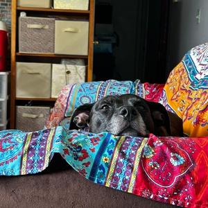 Diamond, Terrier, Pit Bull, adult, available for adoption