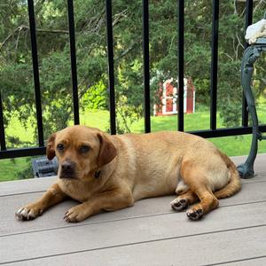 Donut, Pug, adult, available for adoption