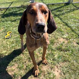 Greg, Coonhound, Redbone, adult, available for adoption