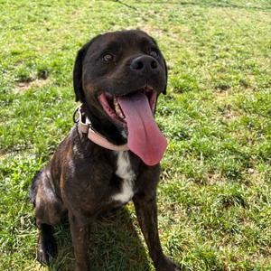 Hank, Rottweiler, adult, available for adoption