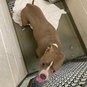 71828, Terrier, Pit Bull, adult, available for adoption