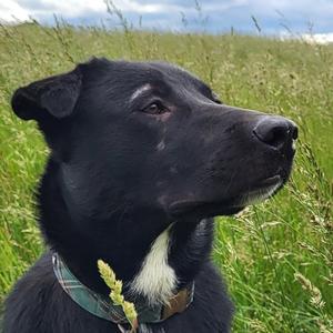 Gus, Retriever, Black Labrador, adult, available for adoption