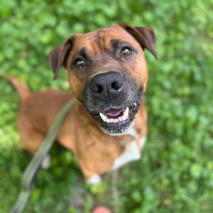 Brownie, Terrier, Pit Bull, adult, available for adoption