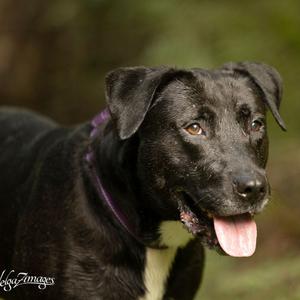 Chloe, Retriever, Black Labrador, adult, available for adoption