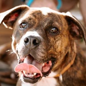 Fred, Hound, Plott, adult, available for adoption