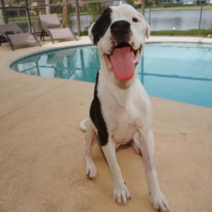 A black and white dog sitting by a pool with its tongue out.