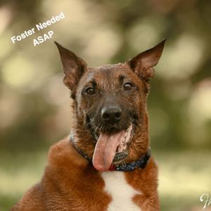 Artie, Shepherd, adult, available for adoption