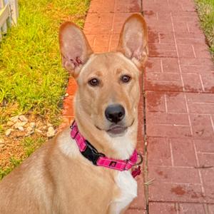 A brown dog with a pink collar sitting on a brick path next to grass.