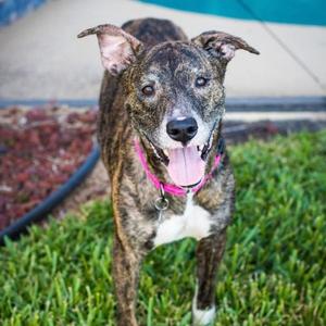 Drina, Greyhound, senior, available for adoption